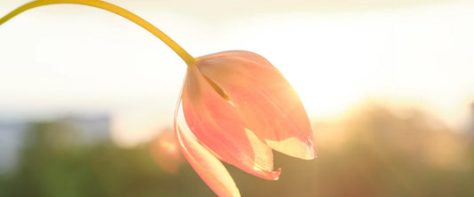 Stress relief with Morimoon essential oils – simple aromatherapy techniques