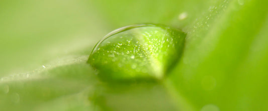 From Earth to Aura – Morimoon essential oils connecting us to nature and wellbeing