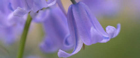 Bluebell Mist fragrance oil with floral fresh notes for relaxation and serenity