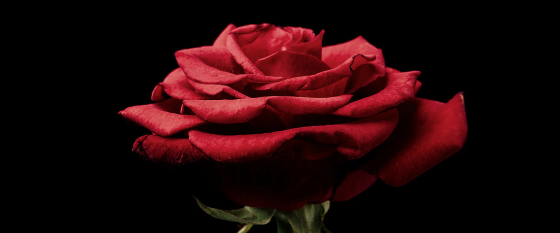 Rose essential oil aromatherapy setup promoting self-love, relaxation and emotional balance