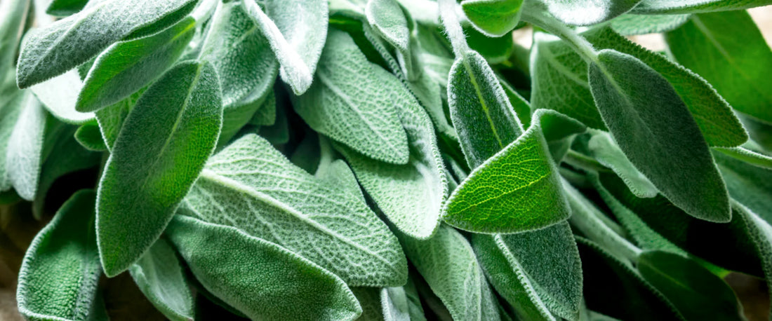 Sage aromatherapy oil next to dried herbal sage bundles