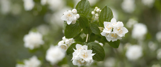 Jasmine essential oil – Morimoon aromatherapy for mind, mood and memory