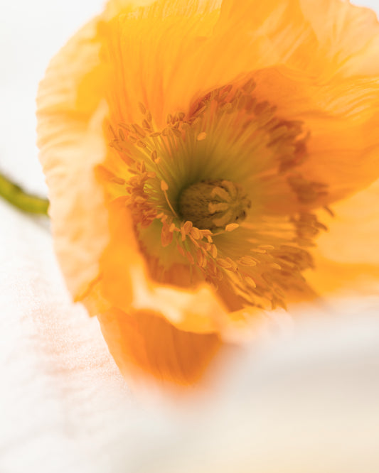 Red poppy flower symbolizing Morimoon Dream Mellow reed diffuser fragrance