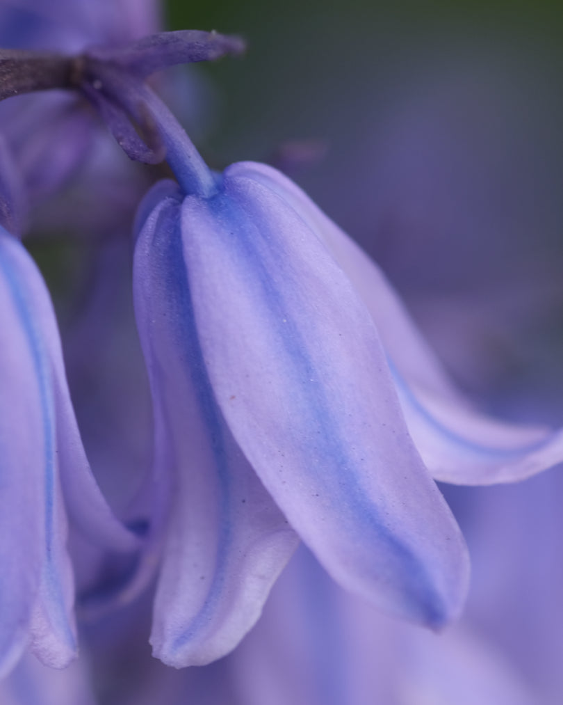 Close-up of bluebell flower symbolizing the fresh floral scent of Bluebell Mist Fragrance Oil