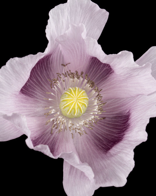 Close-up of delicate flower representing the powdery floral notes of Dream Mellow Fragrance Oil