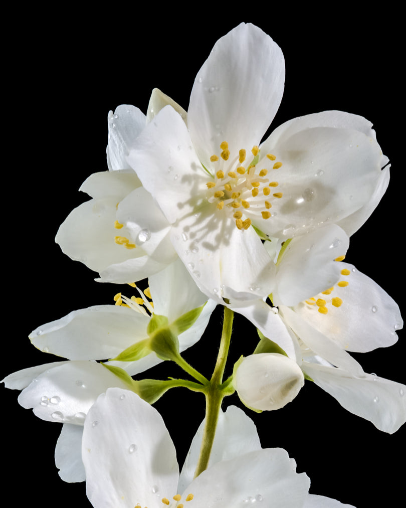 White jasmine flowers representing the soothing aroma of Morimoon Jasmine Bliss Essential Oil