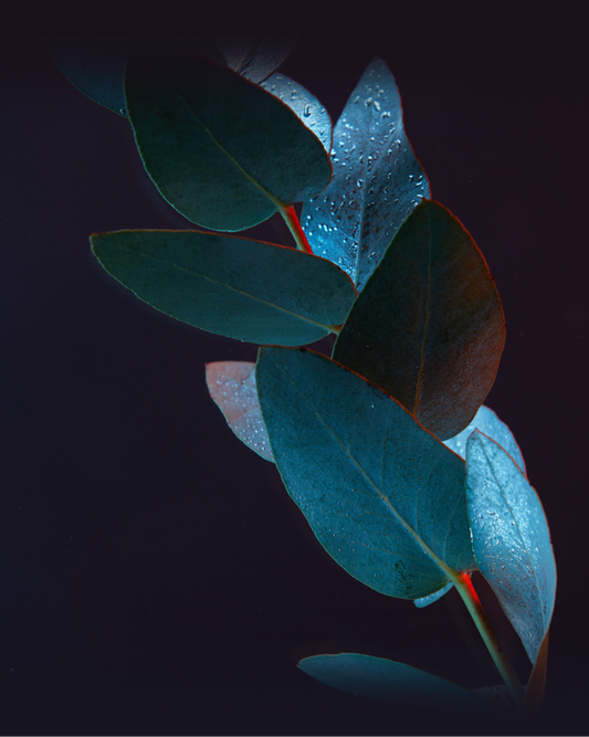 Eucalyptus leaves illustration symbolizing the refreshing and clean aroma of Morimoon Essential Oil