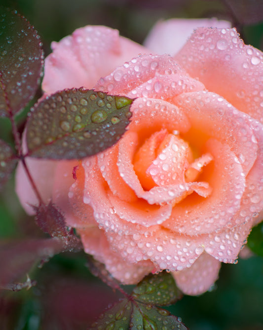 Soft pink rose in bloom symbolizing the romantic and soothing aroma of Morimoon Rose Essential Oil