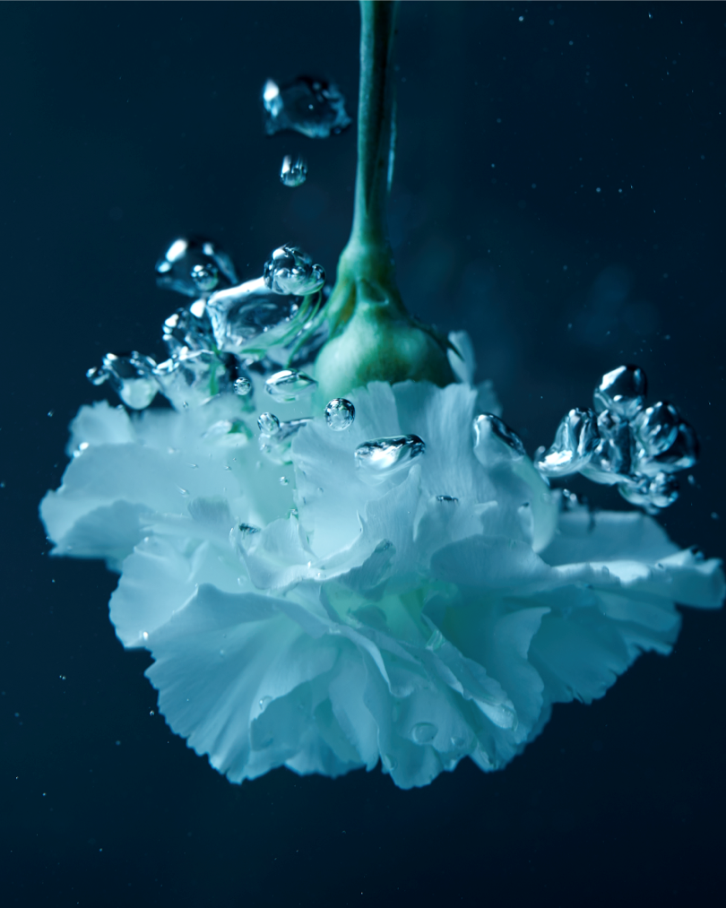 Ocean and floral imagery representing the marine floral notes of Ocean Bloom Fragrance Oil