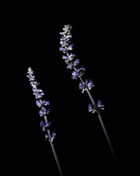 Lavender flowers representing the relaxing and floral aroma of Morimoon Essential Oil