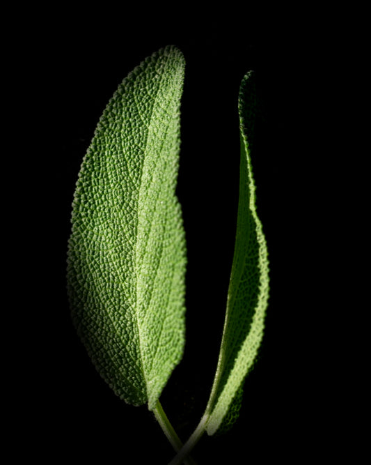 Sage leaves illustration representing the earthy and balancing aroma of Morimoon Essential Oil