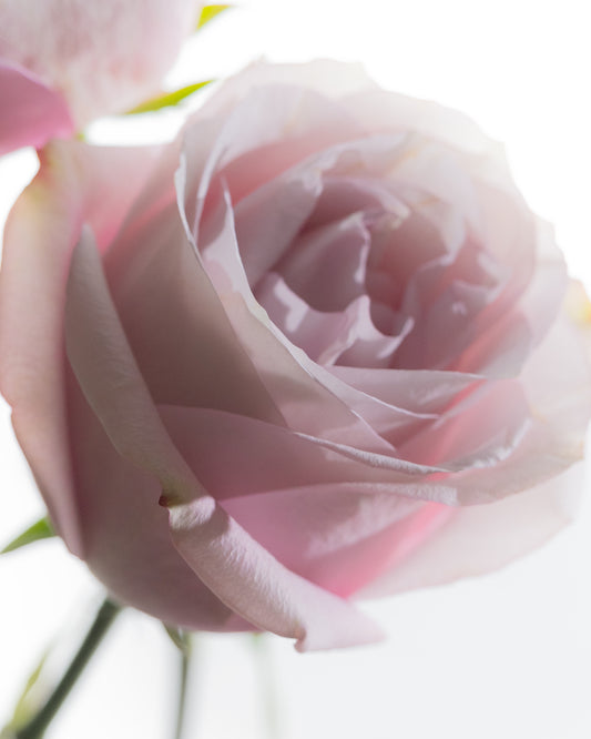 Close-up of a soft pink rose representing Morimoon Rose Reverie diffuser fragrance