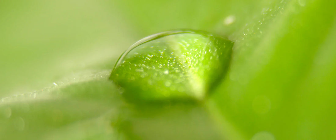 From Earth to Aura – Morimoon essential oils connecting us to nature and wellbeing