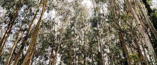 Lush Eucalyptus essential oil for breathing clarity, relaxation and natural freshness