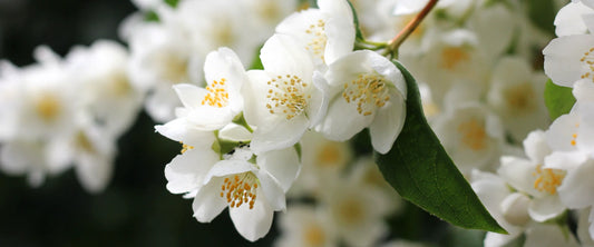 Jasmine Bliss essential oil with radiant floral aroma for calm and balance
