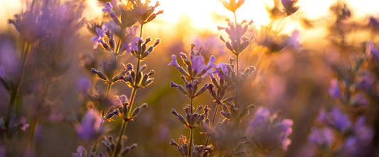 Lavender essential oil aromatherapy setup for stress relief and relaxation