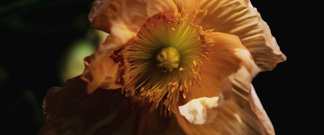 The Difference Between Cheap and Premium Diffusers - Why Quality Matters