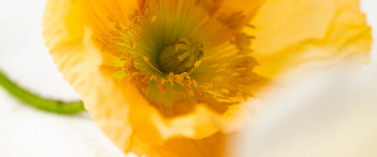 The Emotional Language of Scent – How Dream Mellow Connects You to Stillness