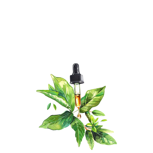 Botanical sketch of green leaves fragrance ingredient illustration