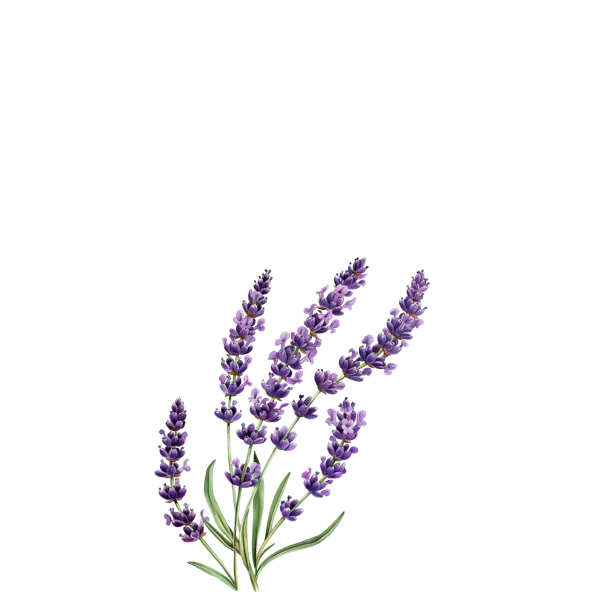 Hand-drawn lavender flower illustration fragrance note