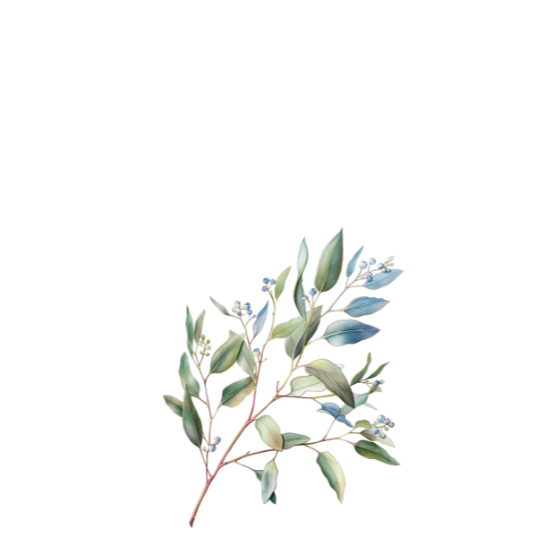 Botanical sketch of fresh herb plant fragrance note