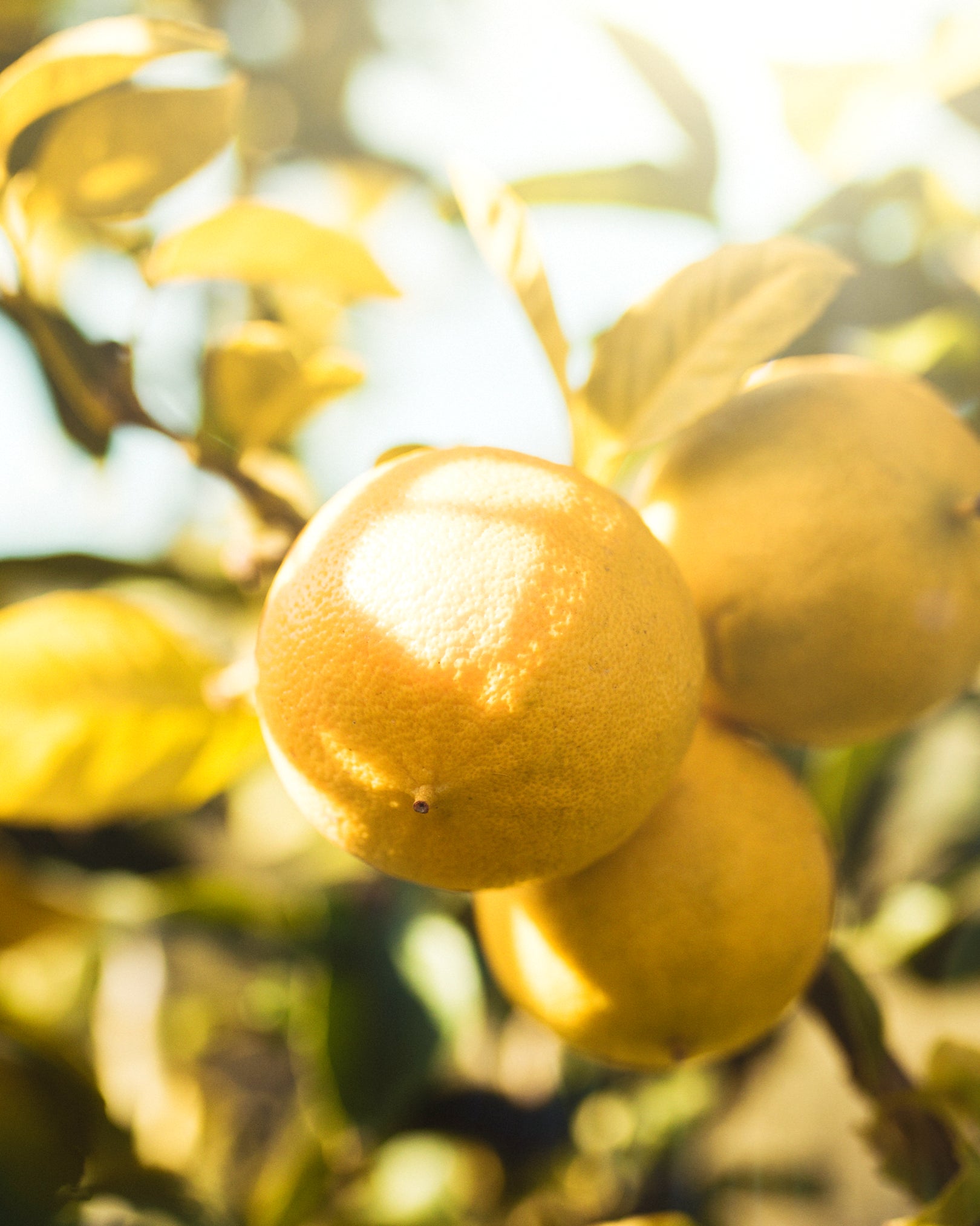 Lemon note citrus top note in Morimoon Aqua Dusk fragrance oil