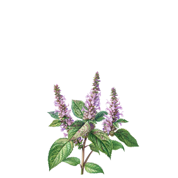Patchouli leaf sketch symbolizing earthy base note in Aqua Dusk Fragrance Oil