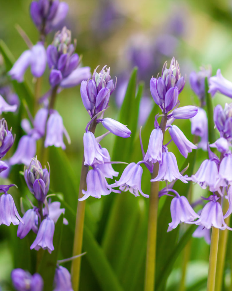 Bluebell floral note airy heart of Morimoon Bluebell Mist fragrance oil