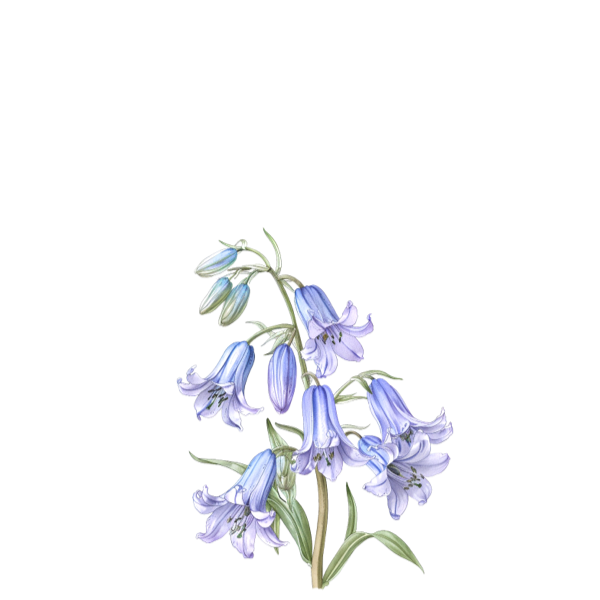 Bluebell Mist Fragrance Oil sage note botanical illustration