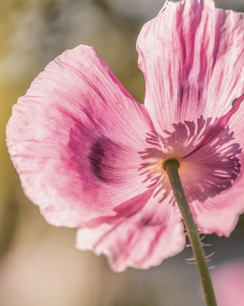 Poppy flower note vibrant uplifting dreamy accent in Morimoon Dream Mellow fragrance oil