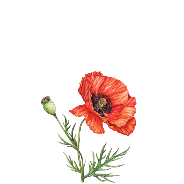 Dream Mellow Fragrance Oil poppy flower sketch illustration showing floral top note