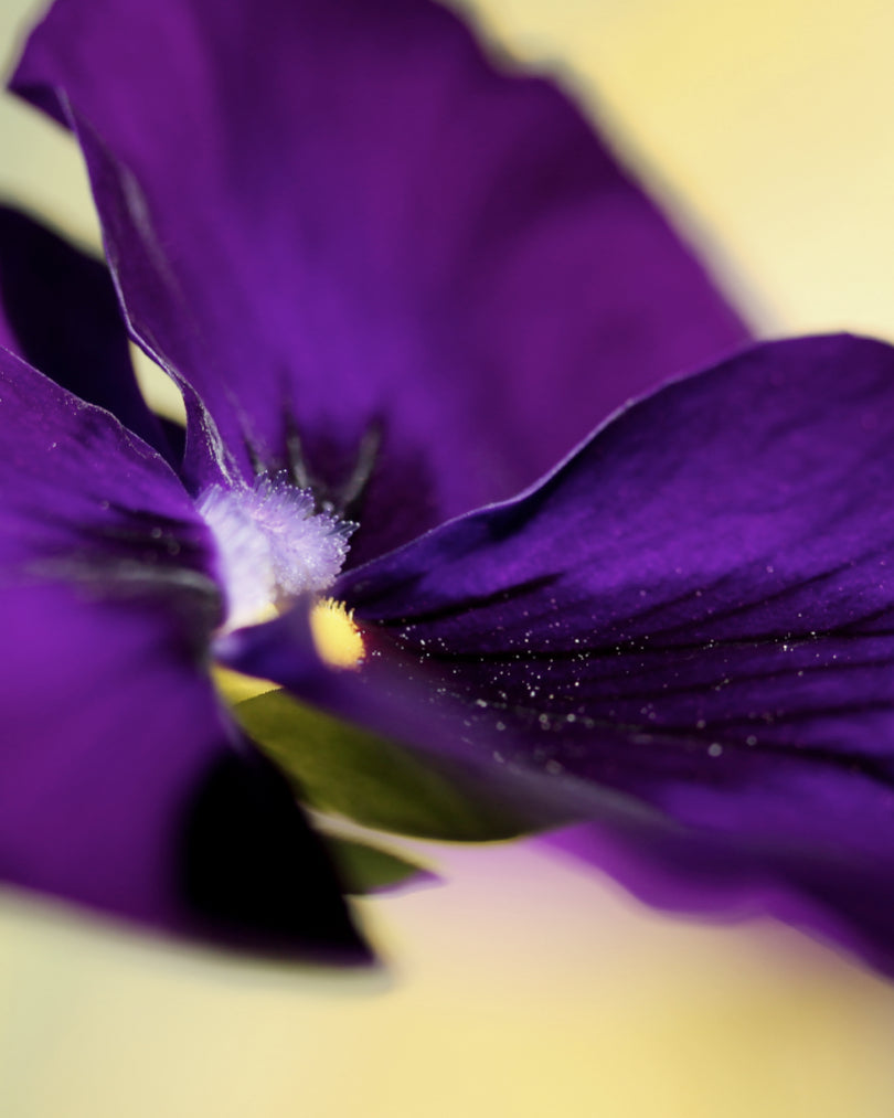 Violet heart note soft powdery floral in Morimoon Dream Mellow fragrance oil