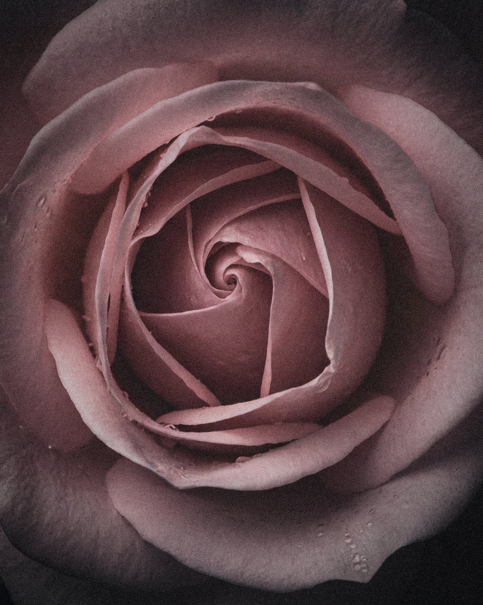 Rose Reverie 50ml Perfume