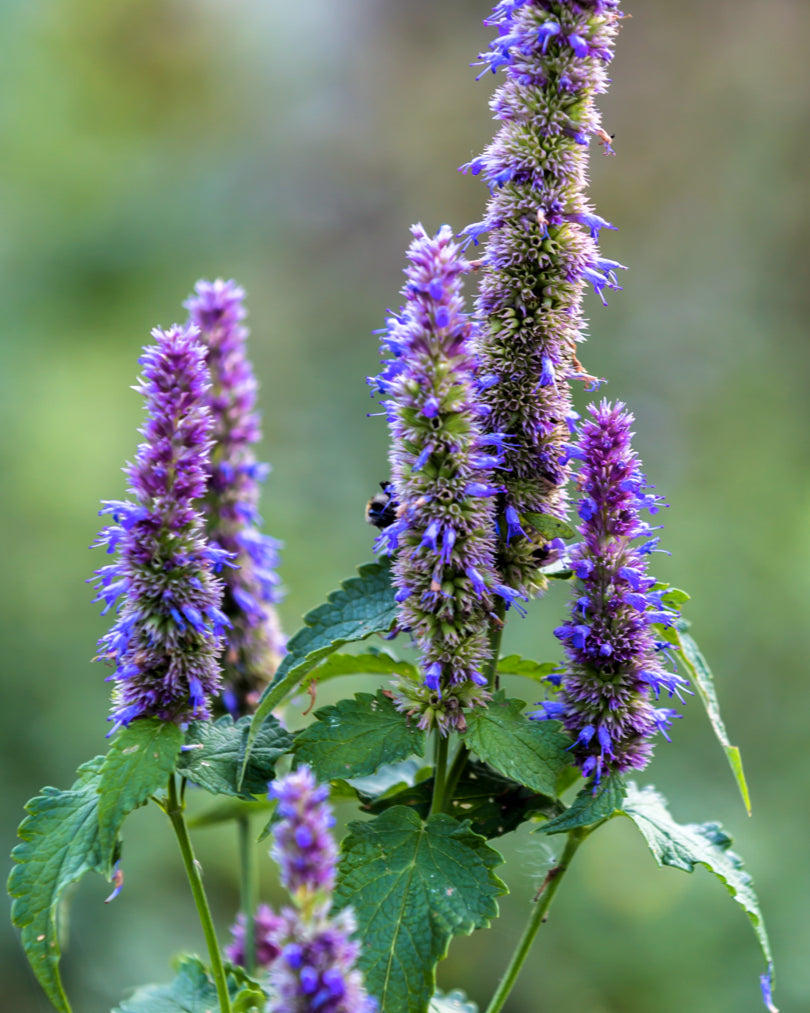 Patchouli note earthy grounding aroma in Morimoon Midnight Orchard fragrance oil