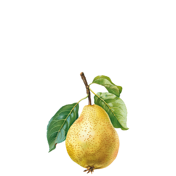 Midnight Orchard Fragrance Oil pear note sketch illustration