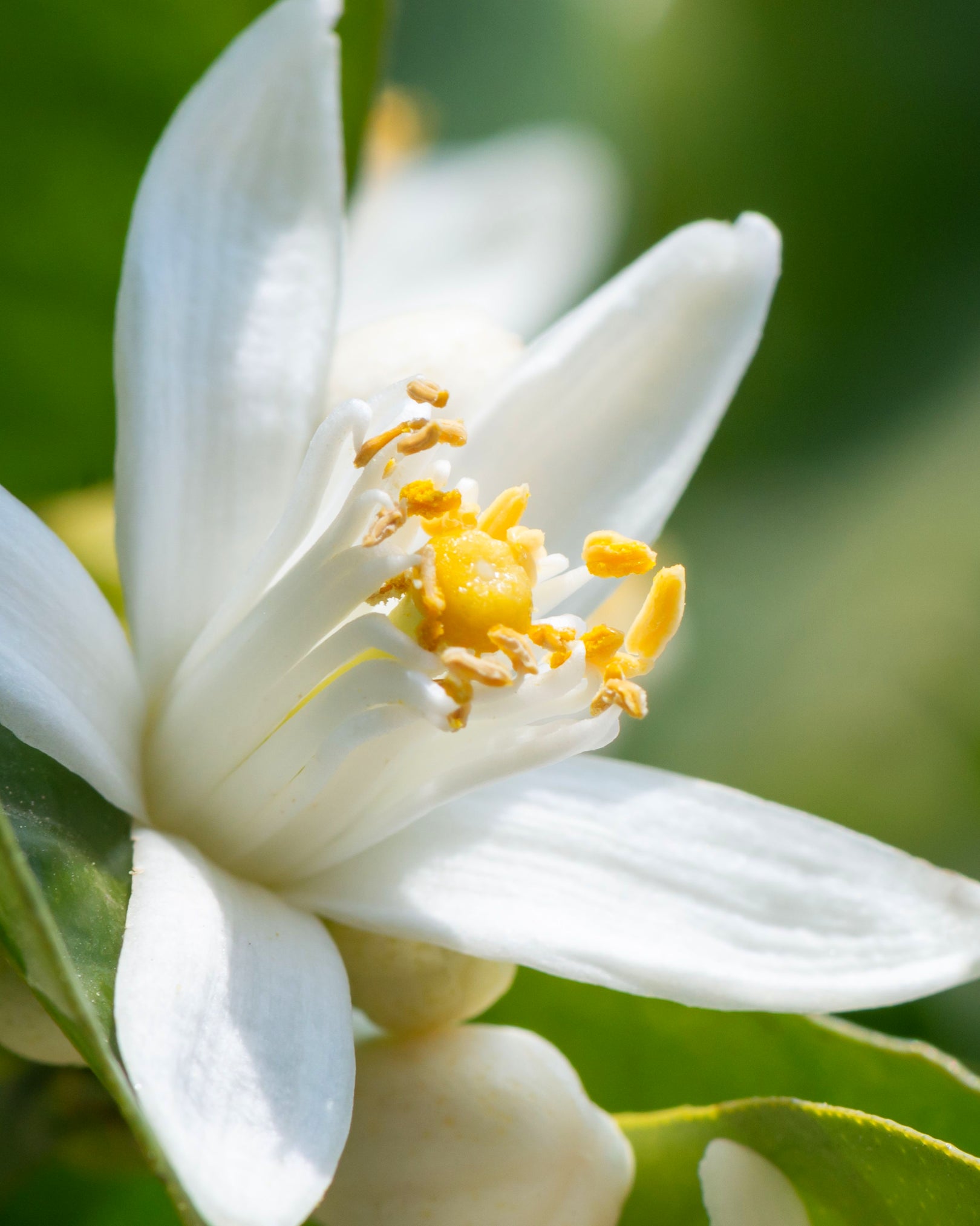 Moonlit Chiffon perfume orange blossom note close-up – Morimoon fragrance detail