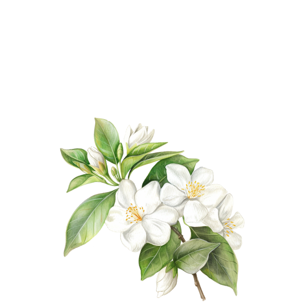 Hand-drawn jasmine flower sketch symbolizing Ocean Bloom Fragrance Oil note