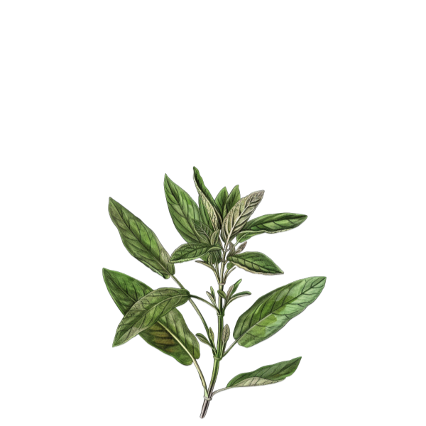 Hand-drawn sage leaf sketch representing Ocean Bloom Fragrance Oil notes