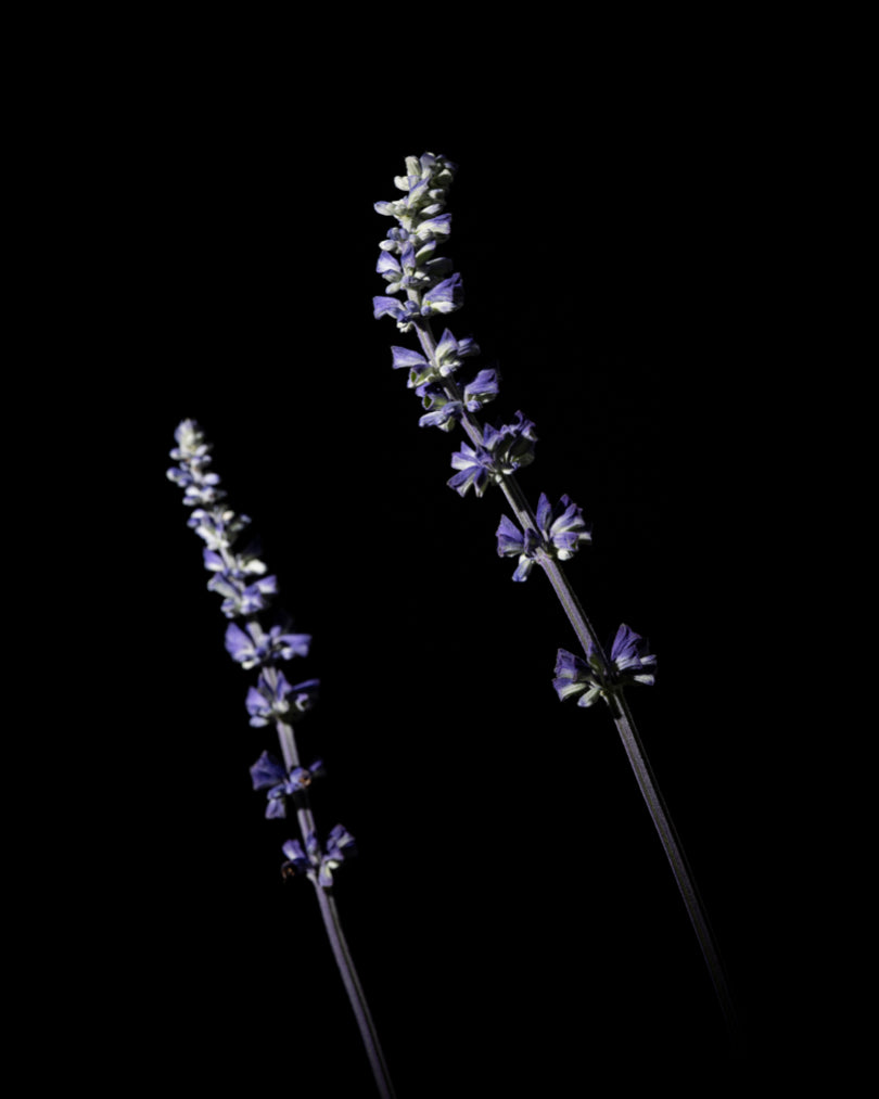 Pure Lavender Essential Oil