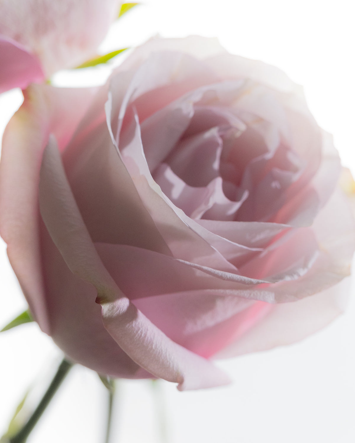 Rose Reverie Reed Diffuser