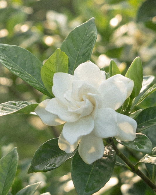 Gardenia Clair Reed Diffuser