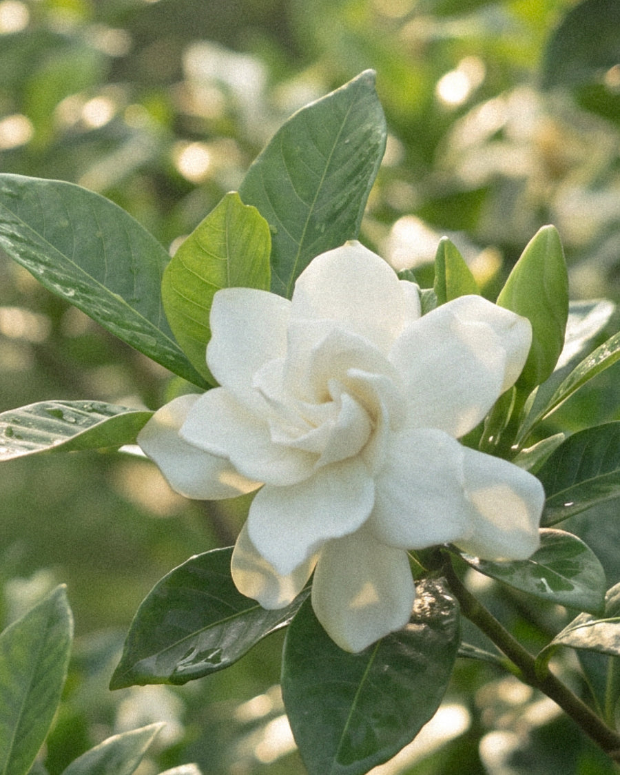 Gardenia Clair Reed Diffuser