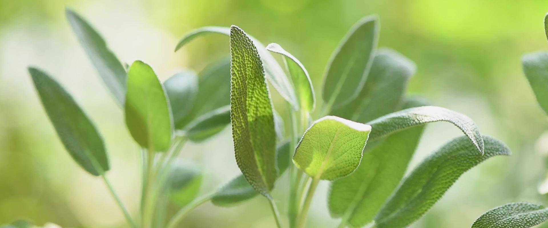 Sage essential oil video – grounding and balancing