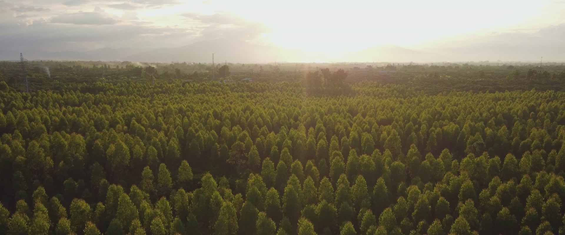 Eucalyptus essential oil video showcasing nature-inspired clarity