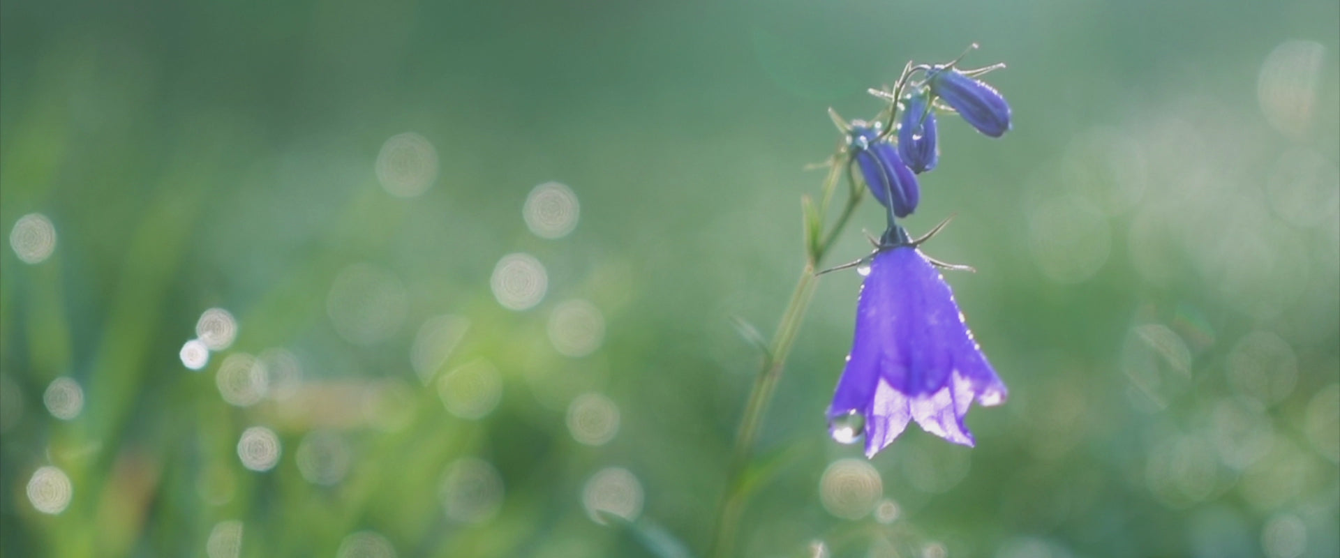 Bluebell Mist fragrance oil – floral fresh aroma for relaxation