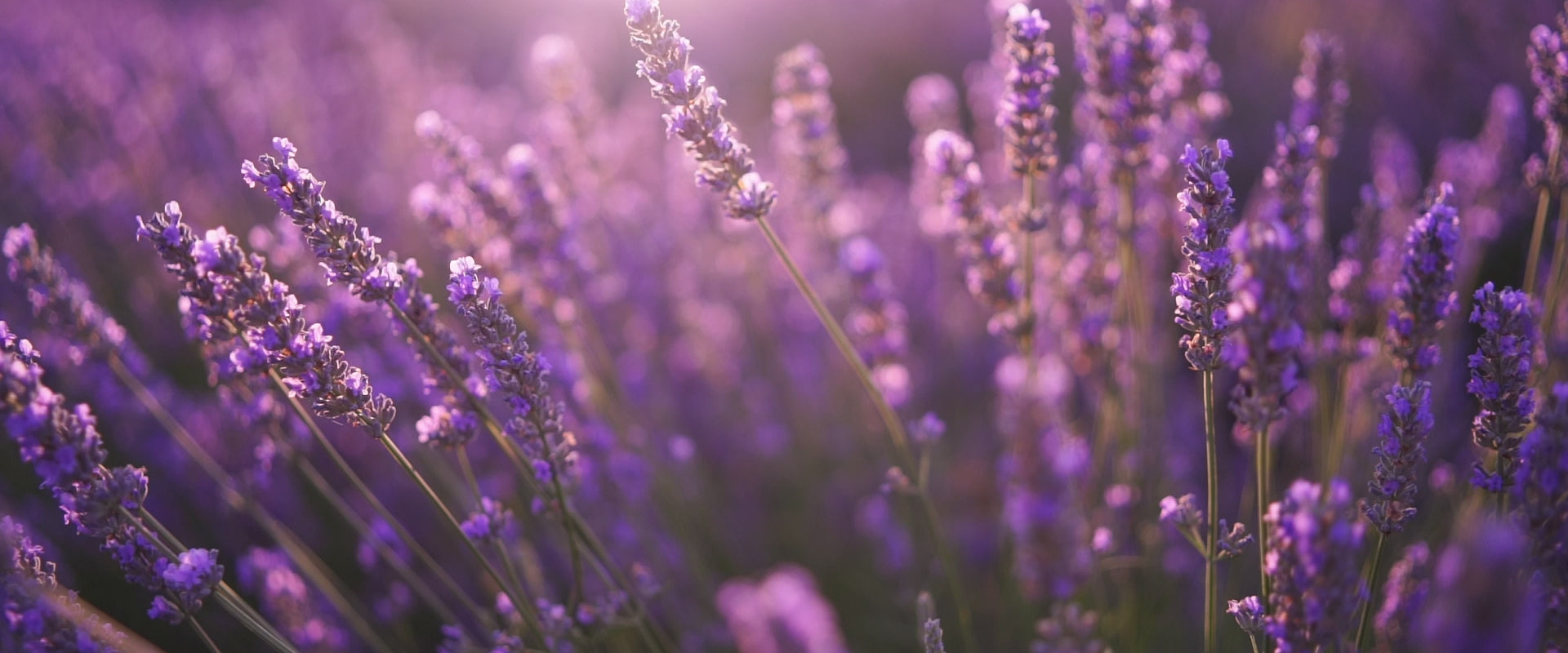 Lavender essential oil video for calming aromatherapy