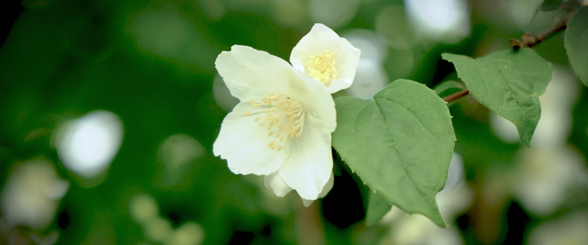Jasmine essential oil video – bright floral mood booster